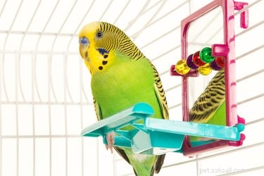 Choosing the Ideal Bird Cage: A Comprehensive Guide to Your Feathered Friend’s Well‑Being