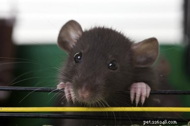 Mastering Rat Body Language: A Guide to Understanding Your Pet s Signals