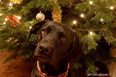Are Pine Tree Needles Harmful to Dogs? Protect Your Pet This Holiday