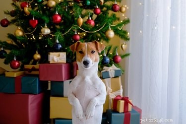 Are Pine Tree Needles Harmful to Dogs? Protect Your Pet This Holiday