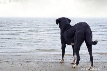 How to Overcome Your Dog s Fear of Water: Step-by-Step Training Tips