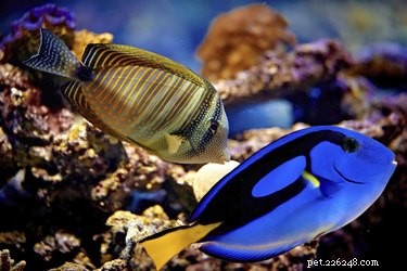 Should You Keep Your Fish Tank Light On at Night? A Stress‑Free Aquarium Guide