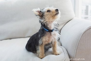 When Do Puppies Begin Marking Their Territory? A Practical Guide