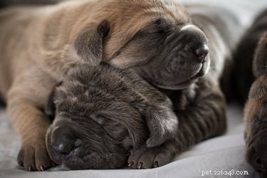 Is Your Newborn Puppy Crying Excessively? Understanding Healthy Crying Patterns