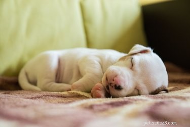 Is Your Newborn Puppy Crying Excessively? Understanding Healthy Crying Patterns