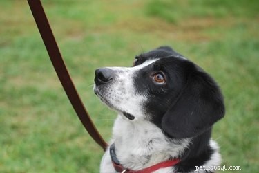 Why Your Dog Sits During Walks – Causes and Solutions