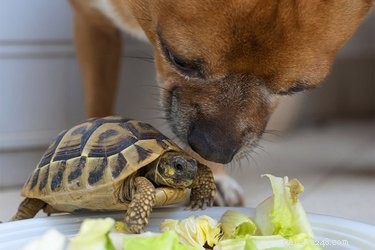 Pet Lifespans Explained: Choose Wisely Before Bringing Them Home