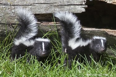 Do Dogs Enjoy Skunk Spray? A Surprising Look at Canine Preferences