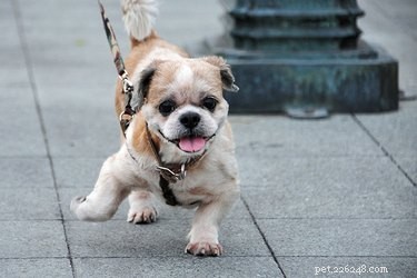 Does Pavement Wear Down Your Dog’s Nails?