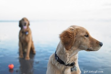 Understanding Why Your Dog Avoids Eye Contact with Other Dogs