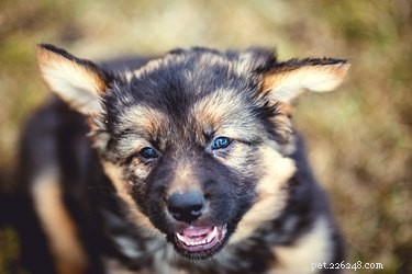 Can Dogs Playfully Growl? Understanding When Growling Is Safe