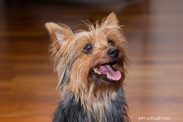 Understanding Why Your Dog Smacks His Lips: Hunger, Stress, and More