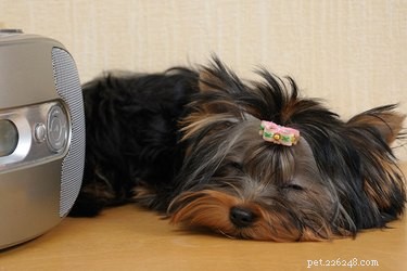 Is Keeping Radio or TV On Helpful for Your Dog While You’re Away?