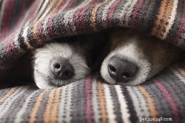 How Much Sleep Do Dogs Need? Breed, Age, and Lifestyle Factors Explained