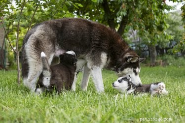 When Is It Safe for Puppies to Leave Their Mother?