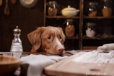 How Your Dog s Diet Shapes Its Mood and Behavior