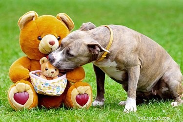 Why Your Adult Dog Continues to Suckle on Objects – Causes & Solutions