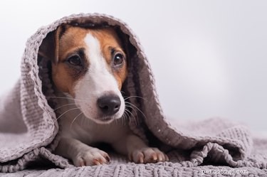 Why Your Adult Dog Continues to Suckle on Objects – Causes & Solutions