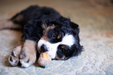 Why Your Adult Dog Continues to Suckle on Objects – Causes & Solutions