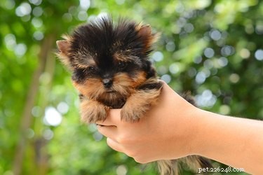 Teacup Puppies & Children: What Parents Need to Know