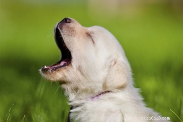 Why Puppies Cry: Understanding Their Signals and Care Needs