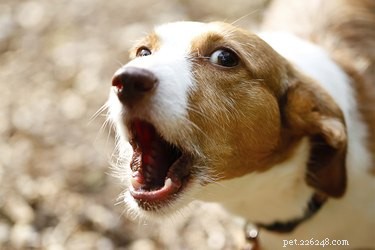 Long-Term Impact of Bark Control Products on Your Dog s Well‑Being