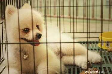 Wire vs. Plastic Dog Crates: Which Is Best?