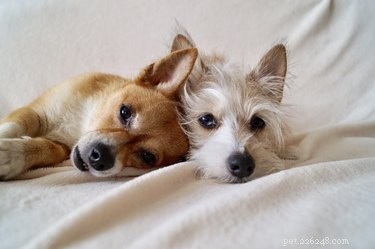 How Dogs Communicate: Decoding Canine Body Language