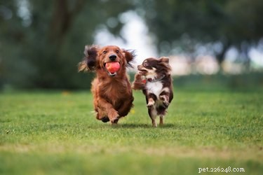 How Dogs Communicate: Decoding Canine Body Language