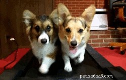 How Dogs Communicate: Decoding Canine Body Language
