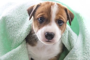 How Much Time Does a Puppy Need? Daily Care Guide