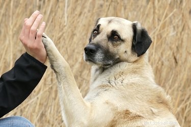 How Dogs Use Their Paws to Communicate: A Complete Guide