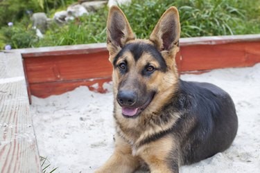 Best Toys & Activities to Channel Your Dog’s Burrowing Instinct