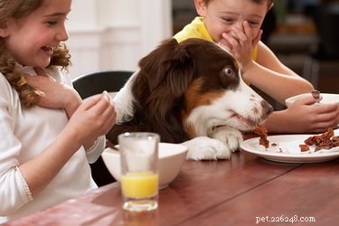 How to Stop Your Dog From Stealing Food From Children