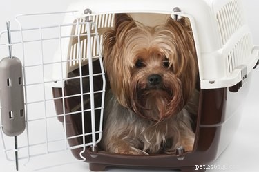 How to Keep Your Dog from Moving His Crate: Expert Tips