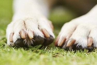 Why Does Your Dog Chew Nails? When to Seek Veterinary Care