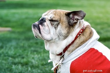 What Causes Dogs to Seem Aloof—and How to Understand Their True Behavior