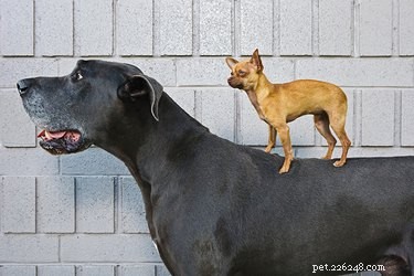 Why Small Dogs Outlive Big Dogs: The Science Behind Longevity