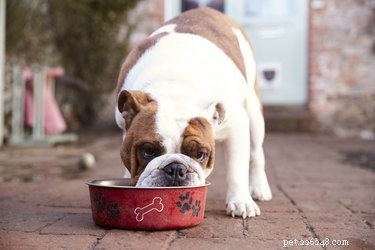 Why Won’t My New Dog Eat? Common Causes and Quick Solutions