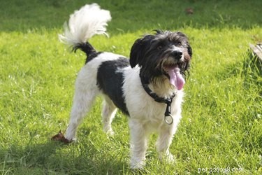 Does a Dog’s Tail Wag Freely or Reflexively? Understanding Voluntary vs. Involuntary Wagging