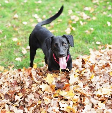 Does a Dog’s Tail Wag Freely or Reflexively? Understanding Voluntary vs. Involuntary Wagging