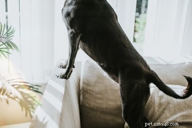 Does a Dog’s Tail Wag Freely or Reflexively? Understanding Voluntary vs. Involuntary Wagging