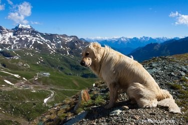 Safeguard Your Dog: Essential High‑Altitude Preparation for Mountain Runs