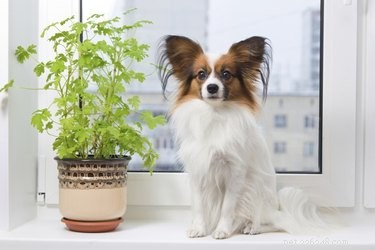 Why Does My Dog Eat House Plants? Causes, Risks, and How to Stop It