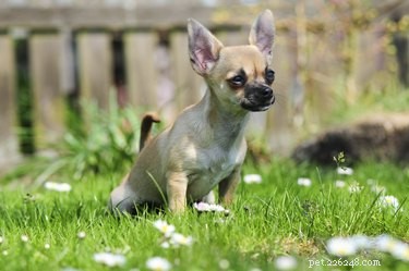 Why Some Male Dogs Squat When Urinating – A Pet Owner’s Guide