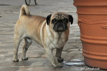 Do Neutered Male Dogs Still Mark Their Territory?