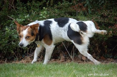 Do Neutered Male Dogs Still Mark Their Territory?