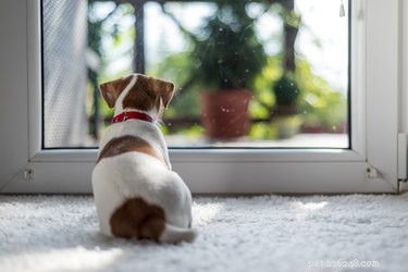 Why Is My Dog Howling and Barking at Nothing? Expert Insights & Solutions