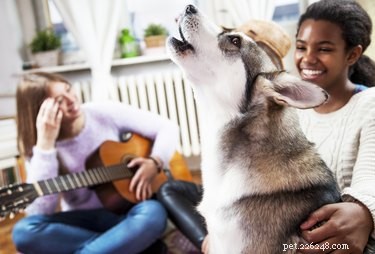 Why Is My Dog Howling and Barking at Nothing? Expert Insights & Solutions