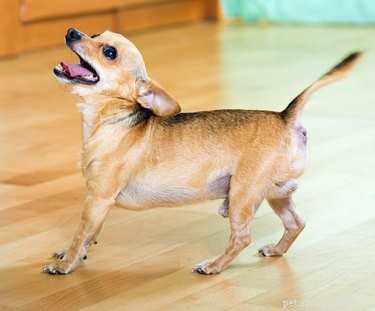 Why Is My Dog Howling and Barking at Nothing? Expert Insights & Solutions